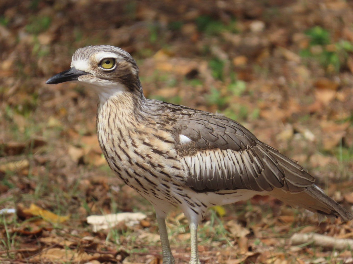 Bush Stone-curlew