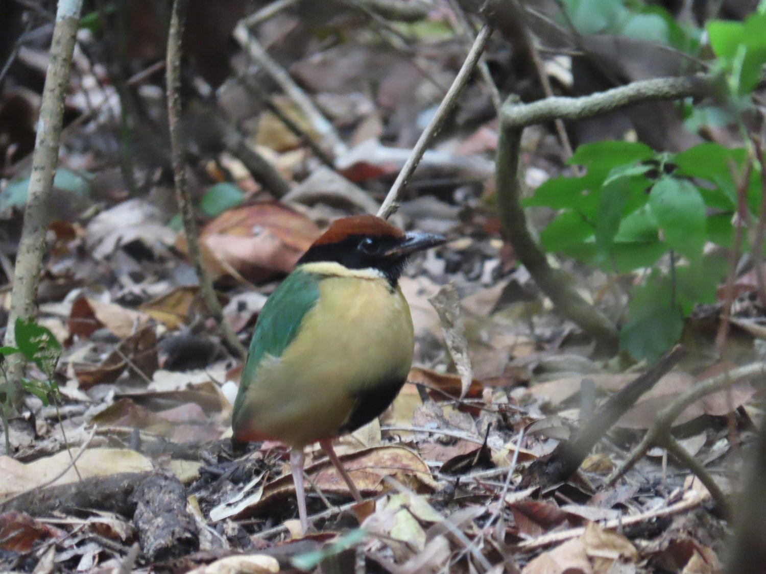 Noisy Pitta